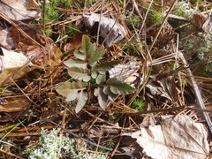 Sceptridium dissectum obliquum