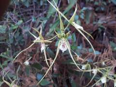 Brassia verrucosa