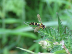 Sphaerophoria
