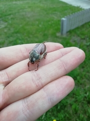 Melolontha melolontha