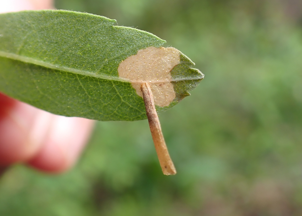 Birch Casebearer Moth
