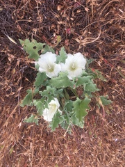 Calystegia collina venusta