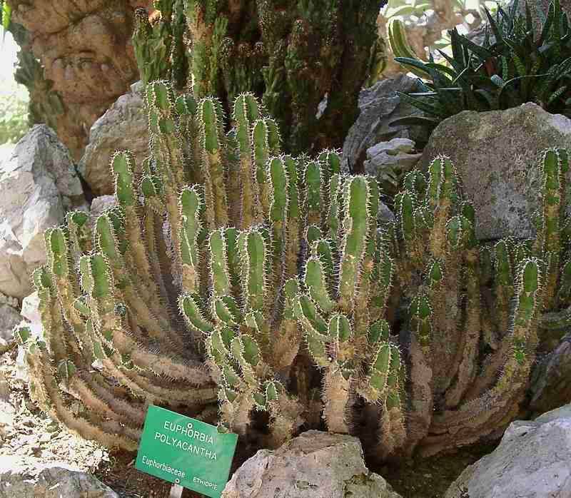 Euphorbia polyacantha