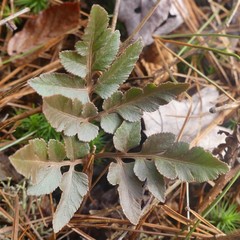Sceptridium dissectum obliquum