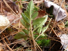 Sceptridium dissectum obliquum