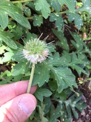 Hydrophyllum occidentale