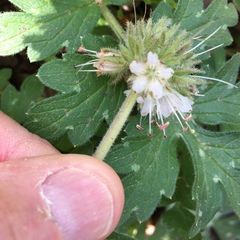 Hydrophyllum occidentale