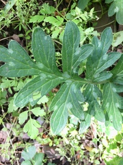 Hydrophyllum occidentale