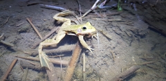 Pelophylax chosenicus