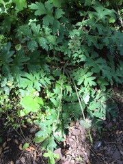Hydrophyllum occidentale