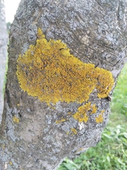 Xanthoria parietina