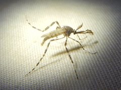 Aedes alternans