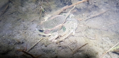 Pelophylax chosenicus