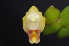 Dendrobium leonis