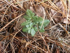 Sceptridium dissectum obliquum