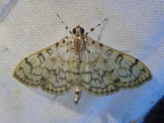 Haritalodes