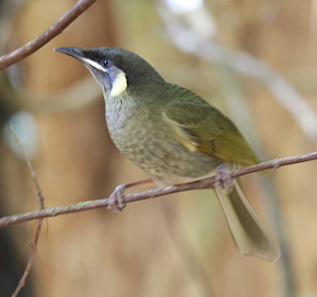 Lewin's Honeyeater from Twin Falls track, Springbrook QLD 4213 ...