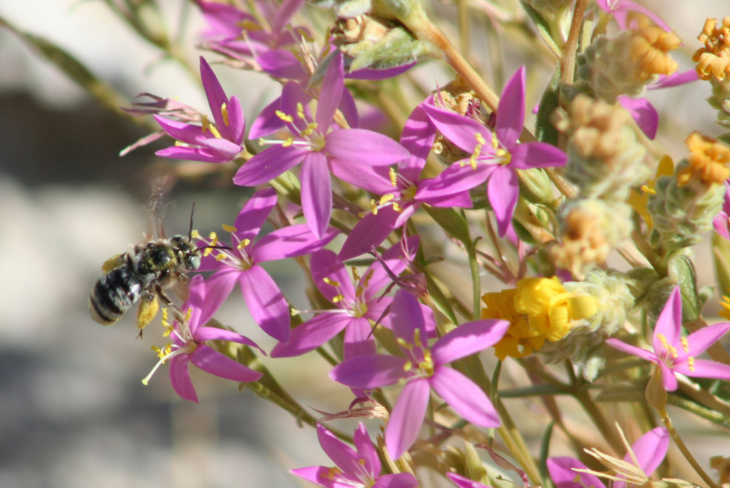 spring-loving centaury