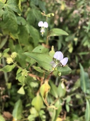Aneilema brunneospermum