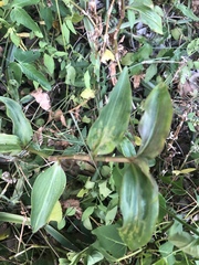 Aneilema brunneospermum