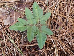 Sceptridium dissectum obliquum