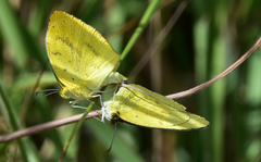 Eurema brigitta pulchella