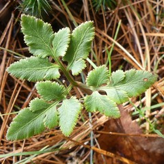 Sceptridium dissectum obliquum