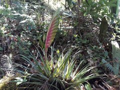 Tillandsia lampropoda