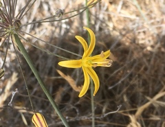 Bloomeria crocea aurea