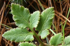 Sceptridium dissectum obliquum