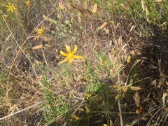 Bloomeria crocea aurea