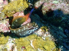 Black Combtooth Blenny photo 5