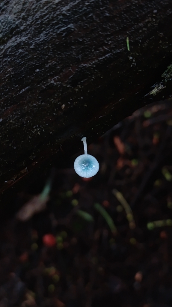 Mycena cyanocephala · June 2024 · photo: © victorvecheverria (iNaturalist, cc-by)