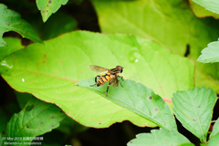 Mesembrius bengalensis