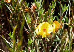 Pultenaea tenella