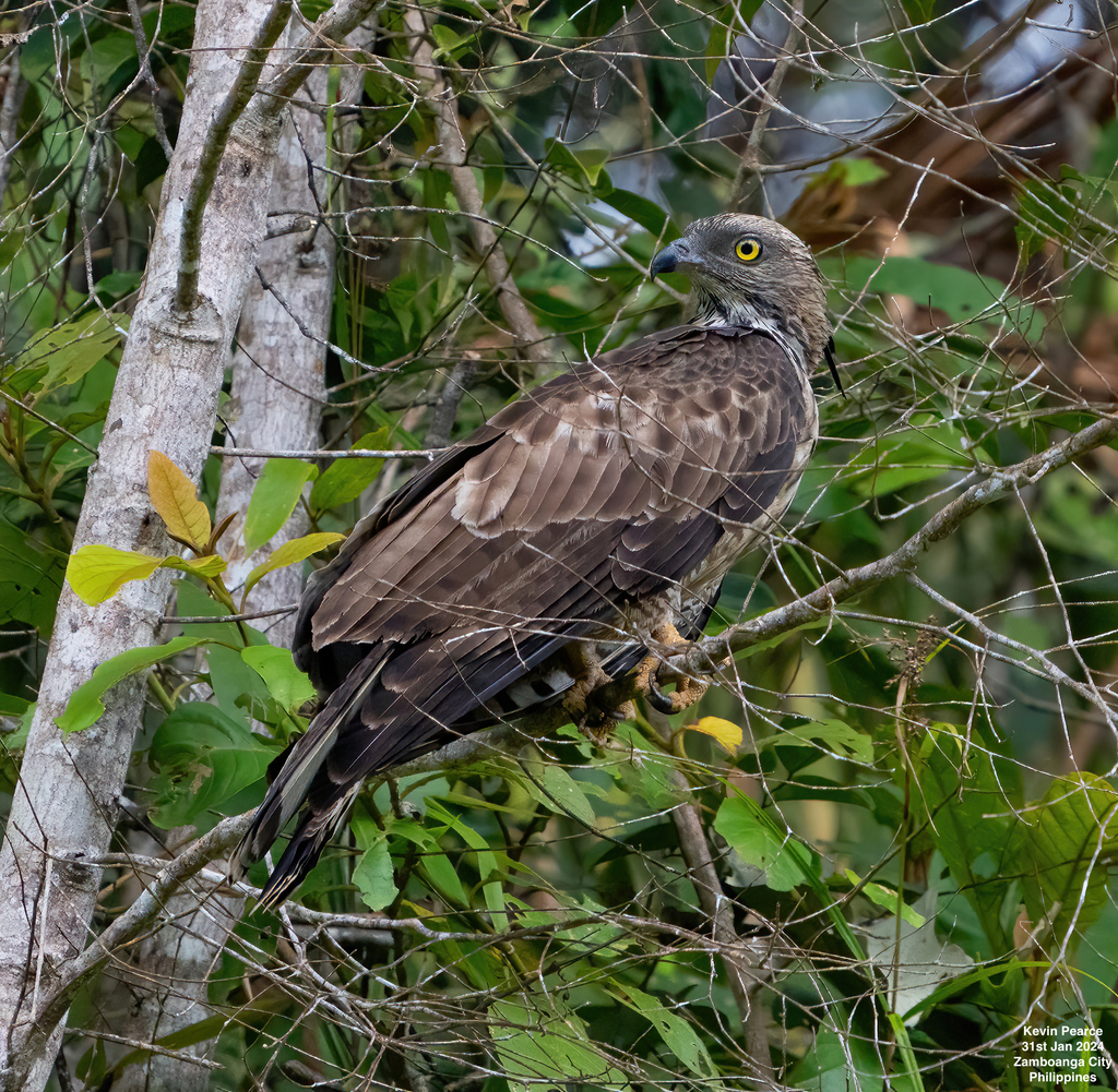 Typical Honey-buzzards