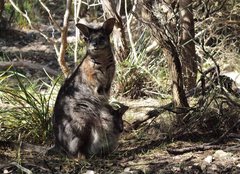 Notamacropus eugenii