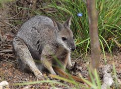 Notamacropus eugenii