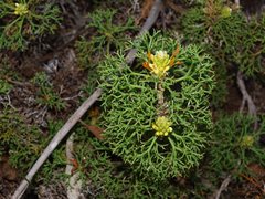 Petrophile multisecta