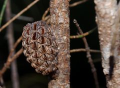 Allocasuarina striata