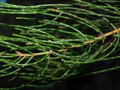 Allocasuarina striata