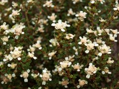 Spyridium halmaturinum