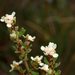 Kangaroo Island Spyridium - Photo (c) tleitch, some rights reserved (CC BY-NC-ND), uploaded by tleitch