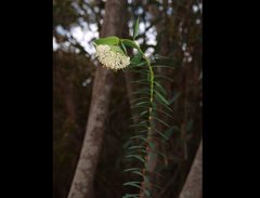 Pimelea macrostegia