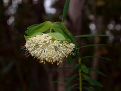 Pimelea macrostegia