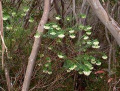 Pimelea macrostegia