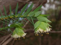 Pimelea macrostegia