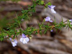Prostanthera spinosa