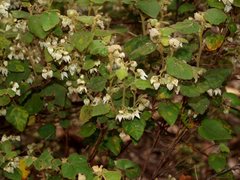 Lasiopetalum schulzenii