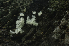 Ceratiomyxa fruticulosa fruticulosa